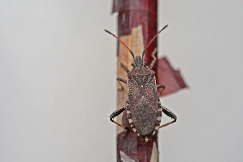 Réf. 229 212 : Ceraleptus gracilicornis